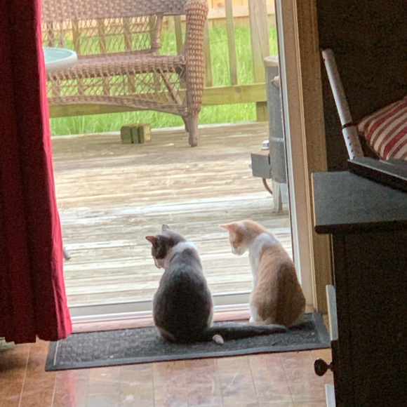 Abe - Picture 3 of 6